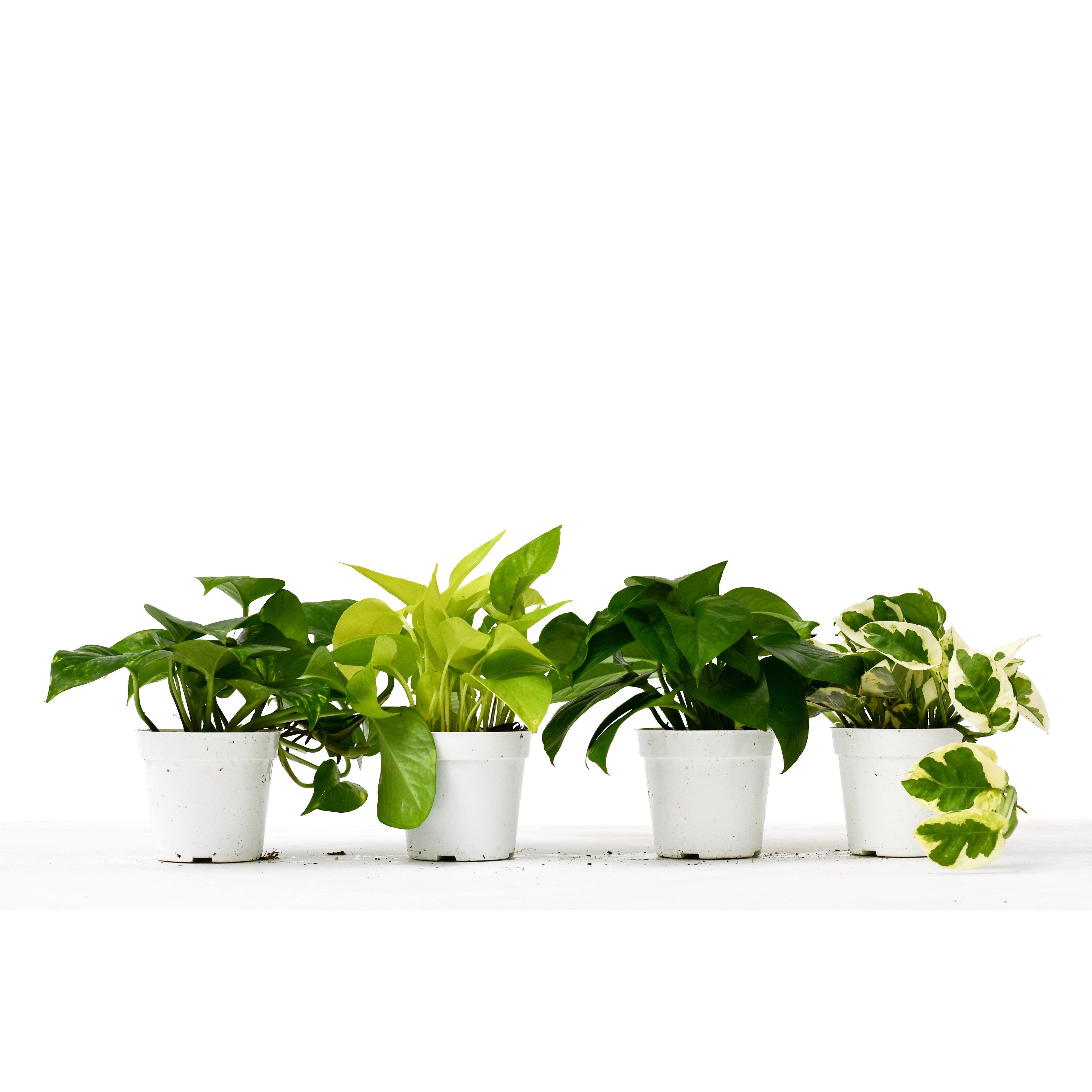 types pothos plant 4 Different Pothos Plants in 4" Pots
