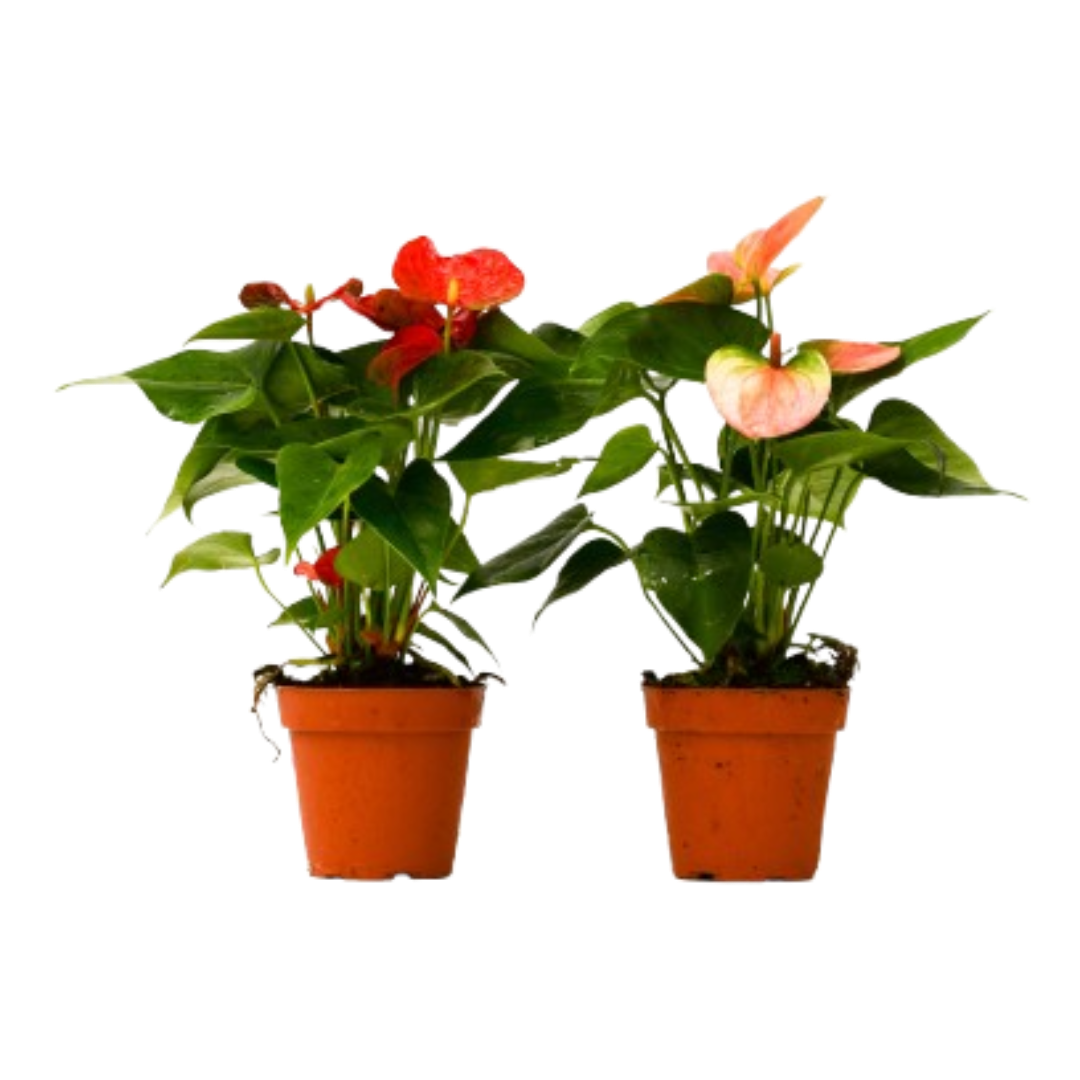 anthurium varieties images 2 Anthurium Variety Pack