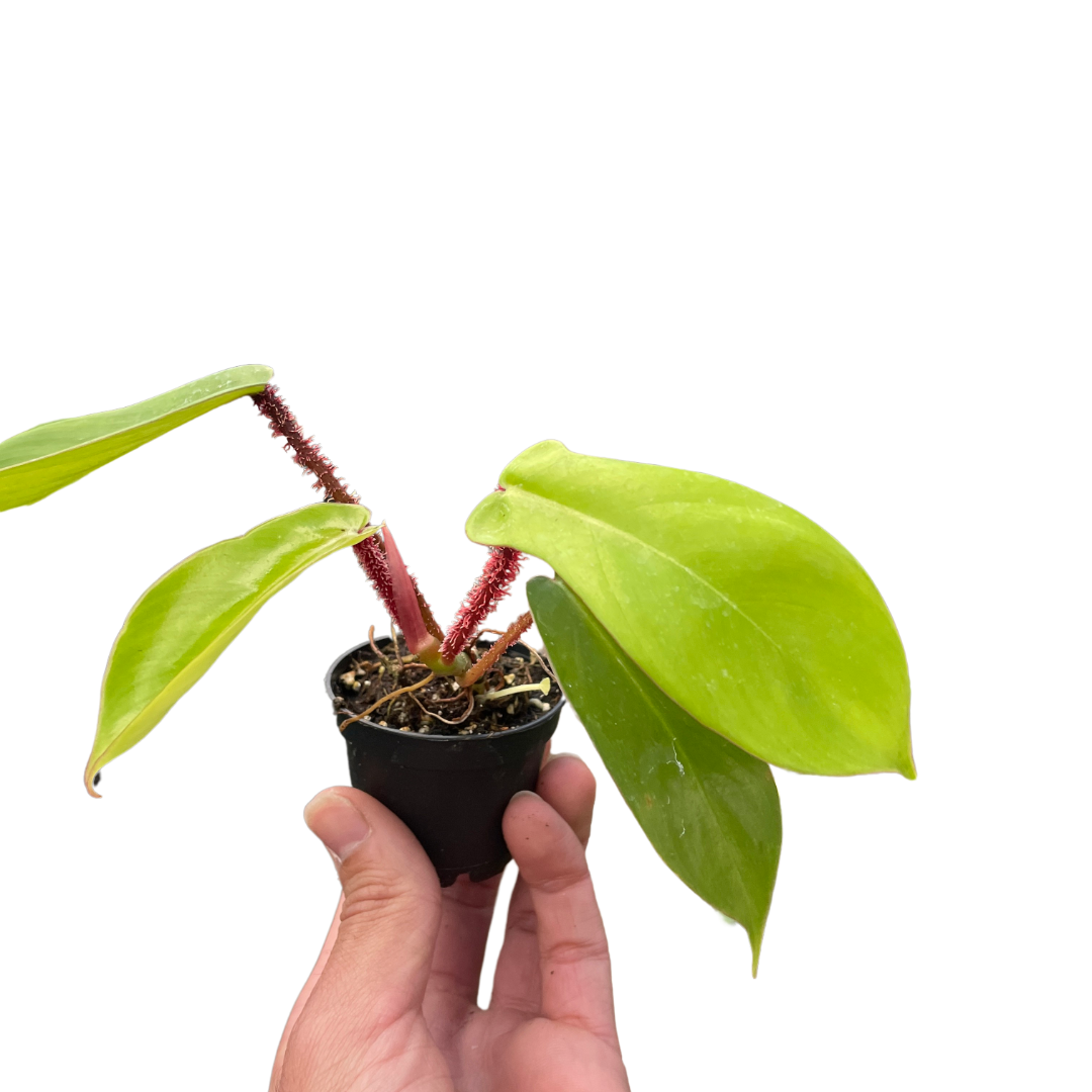 philodendron squamiferum common name Philodendron 'Squamiferum' – La Tierra Bendita