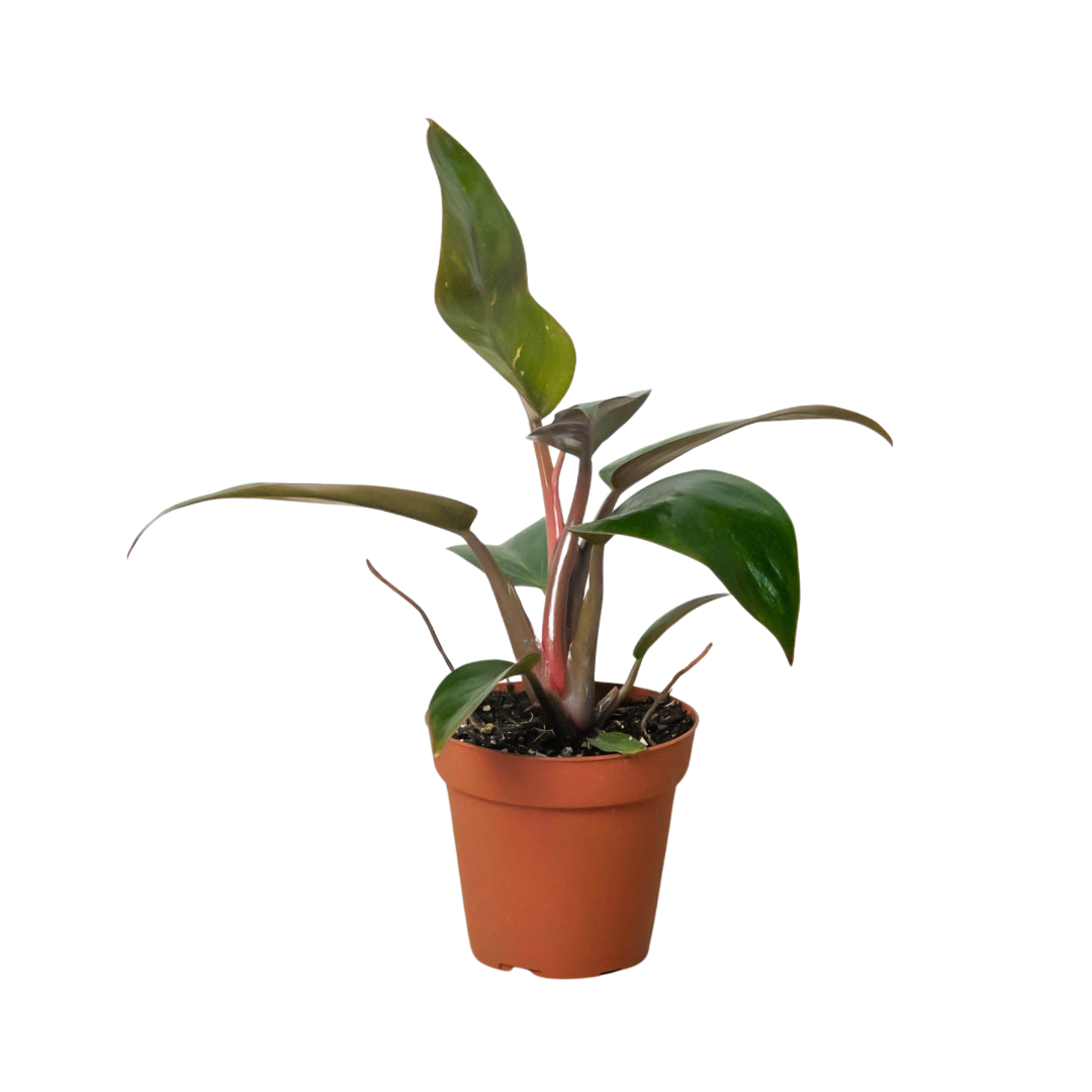 philodendron birkin pink variegation Philodendron 'Birkin Pink' – La Tierra Bendita