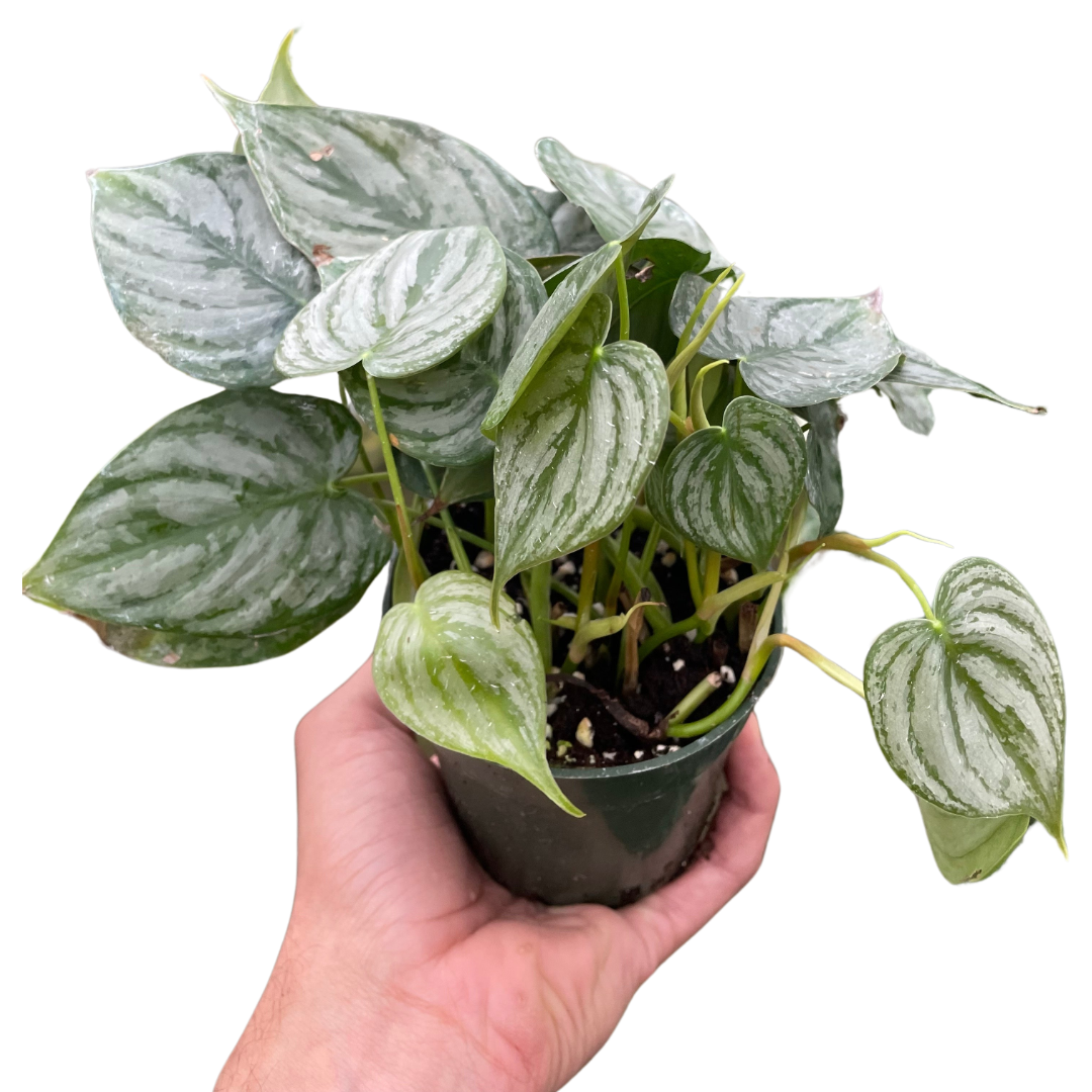 philodendron purchase Philodendron 'Brandi' – La Tierra Bendita