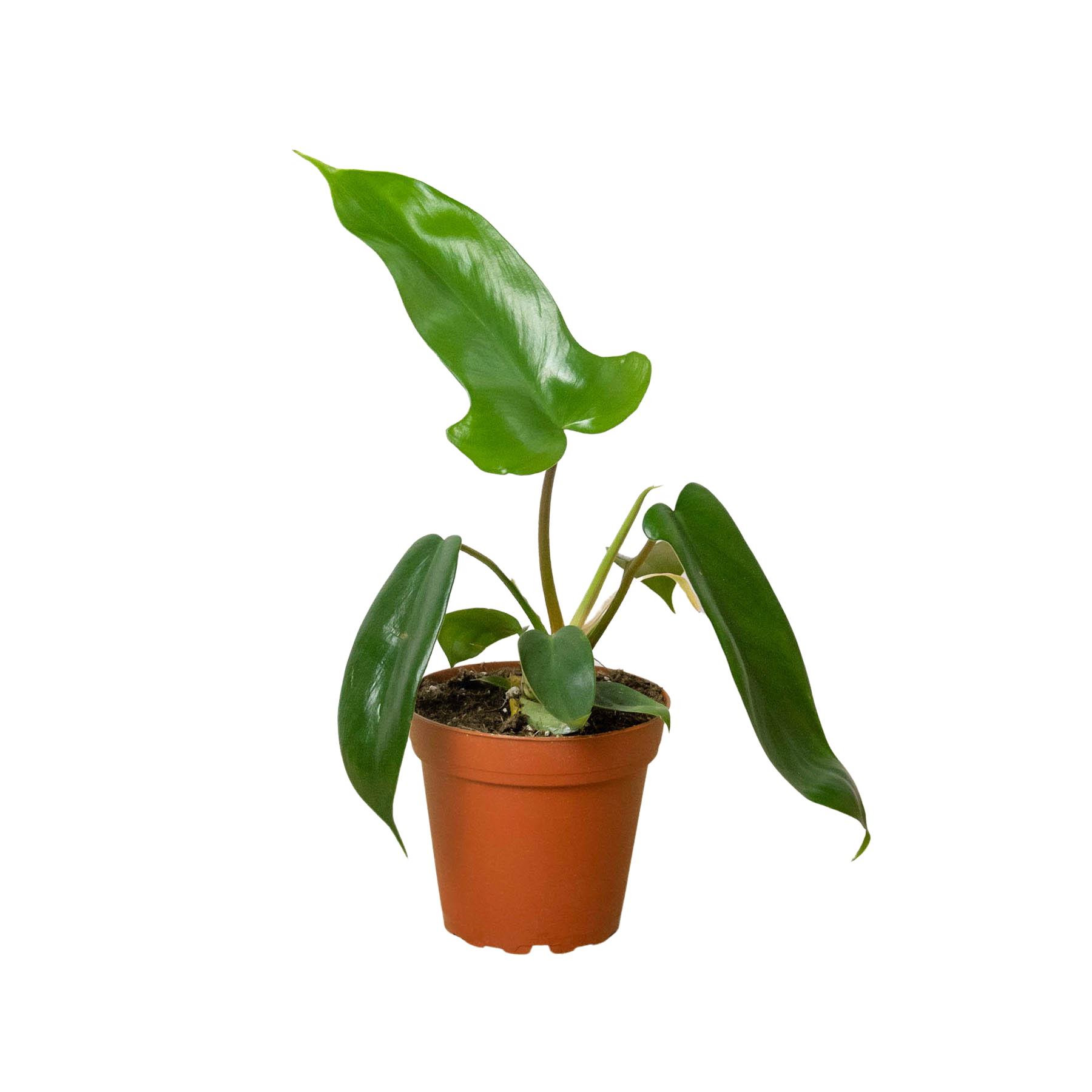 philodendron purchase Philodendron 'Florida Green' – La Tierra Bendita