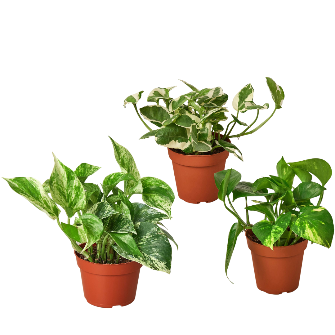 pothos purchase 3 Pothos Variety Pack / 4" Pot / Live Plant / Home and Garden Plants – La Tierra Bendita