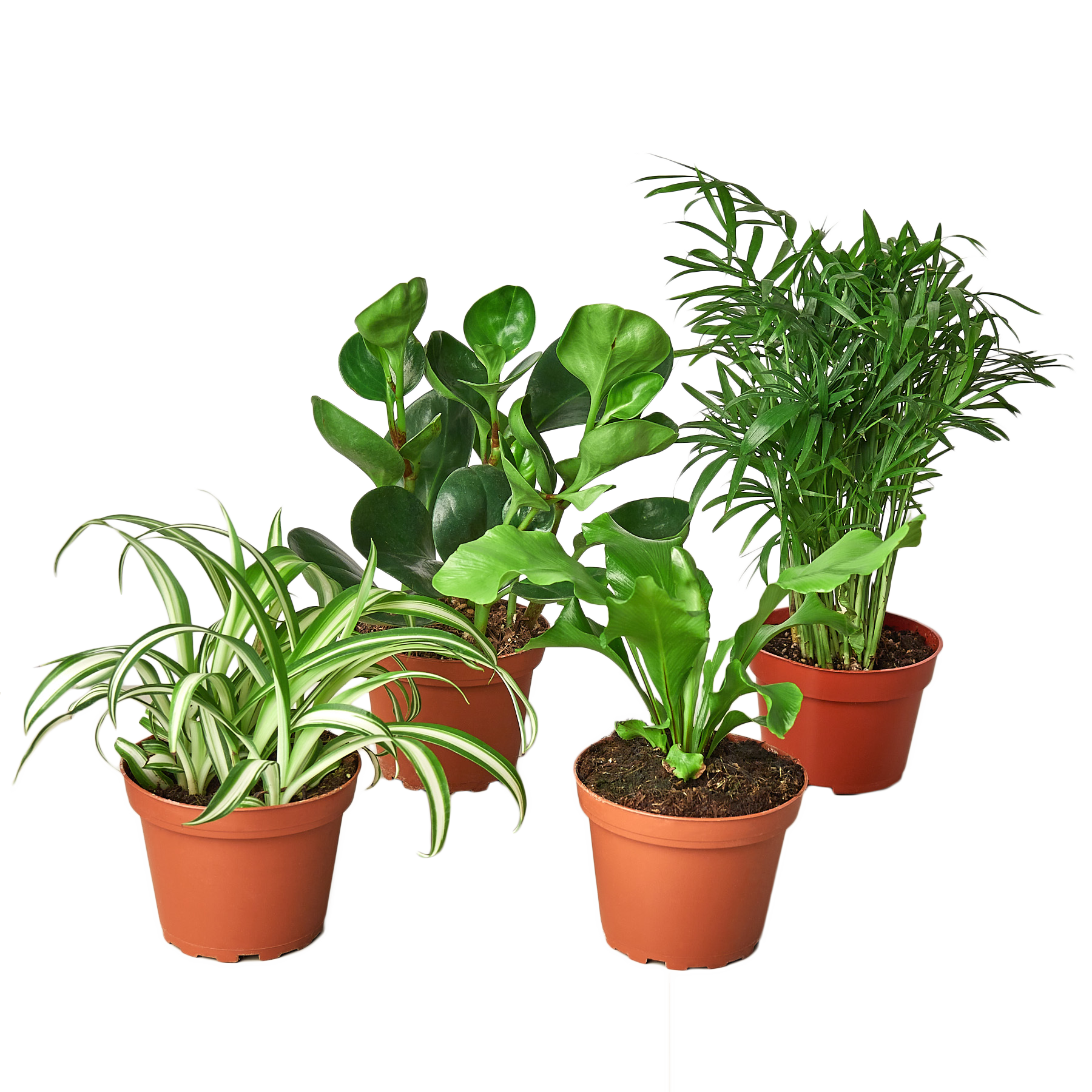 purchase indoor plants Pet Friendly Variety Bundle – La Tierra Bendita