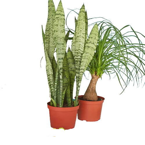 purchase indoor plants 2