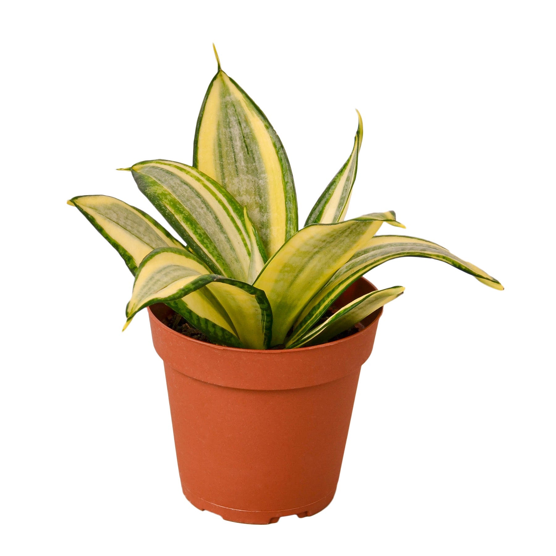 snake plant purchase Snake Plant Gold Hahnii – La Tierra Bendita