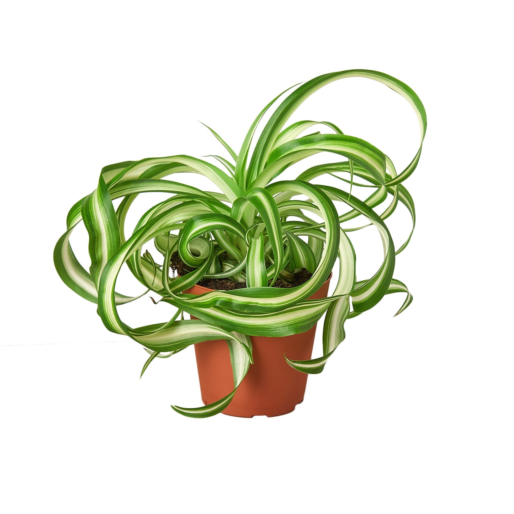 purchase spider plant Spider Plant 'Bonnie' – La Tierra Bendita
