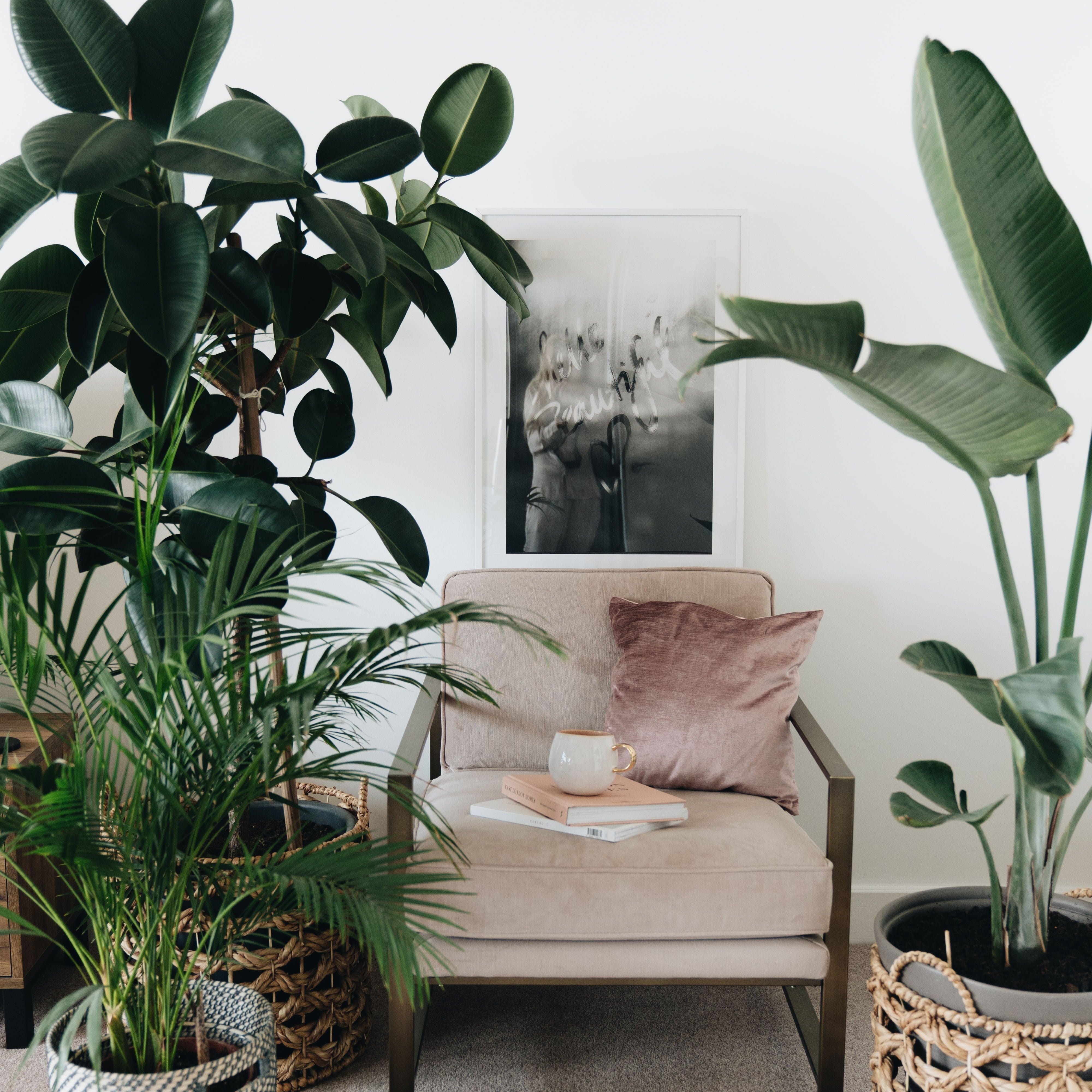 The Science of Plant Therapy: How Greenery Supports Mental Health