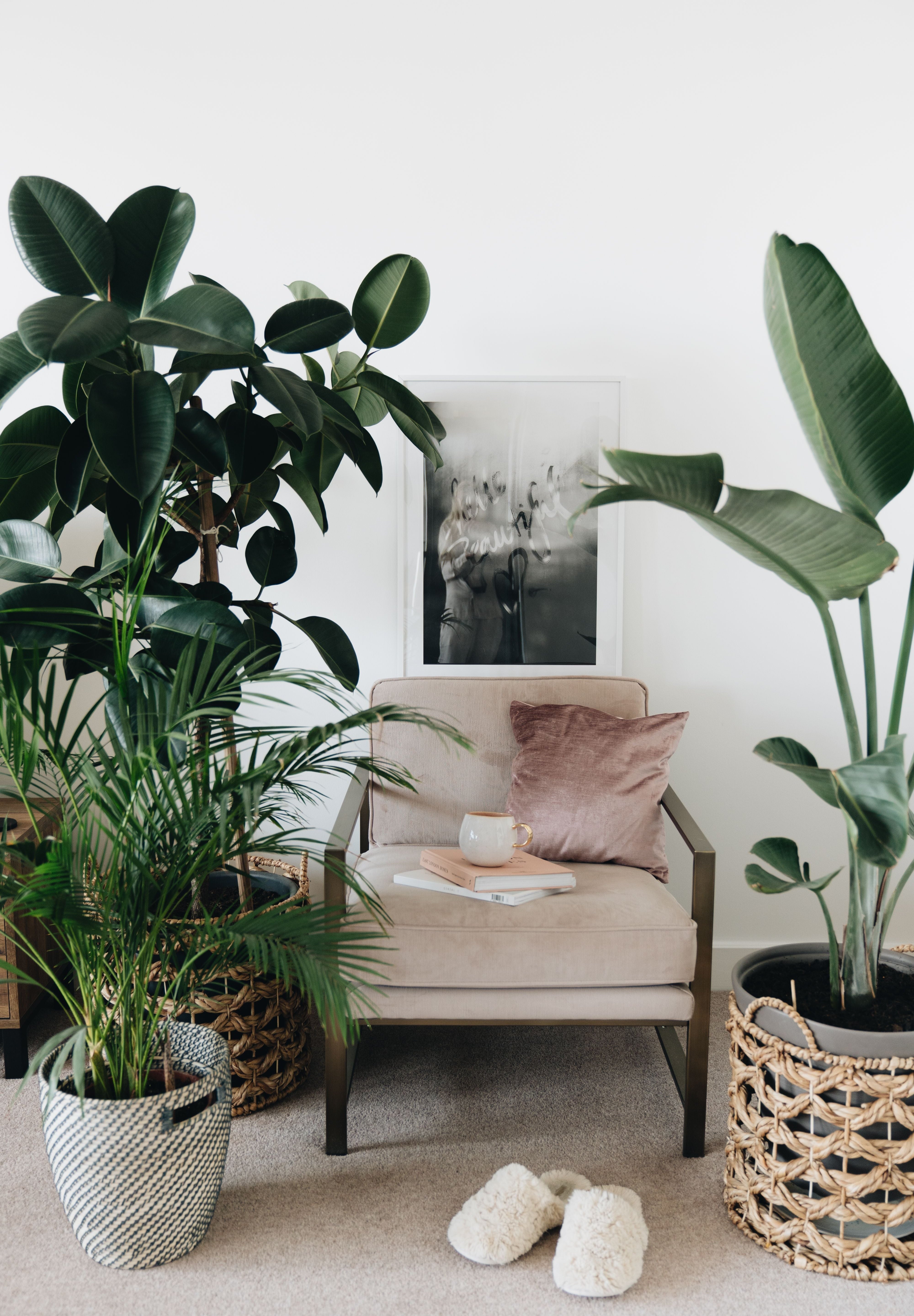 The Science of Plant Therapy: How Greenery Supports Mental Health