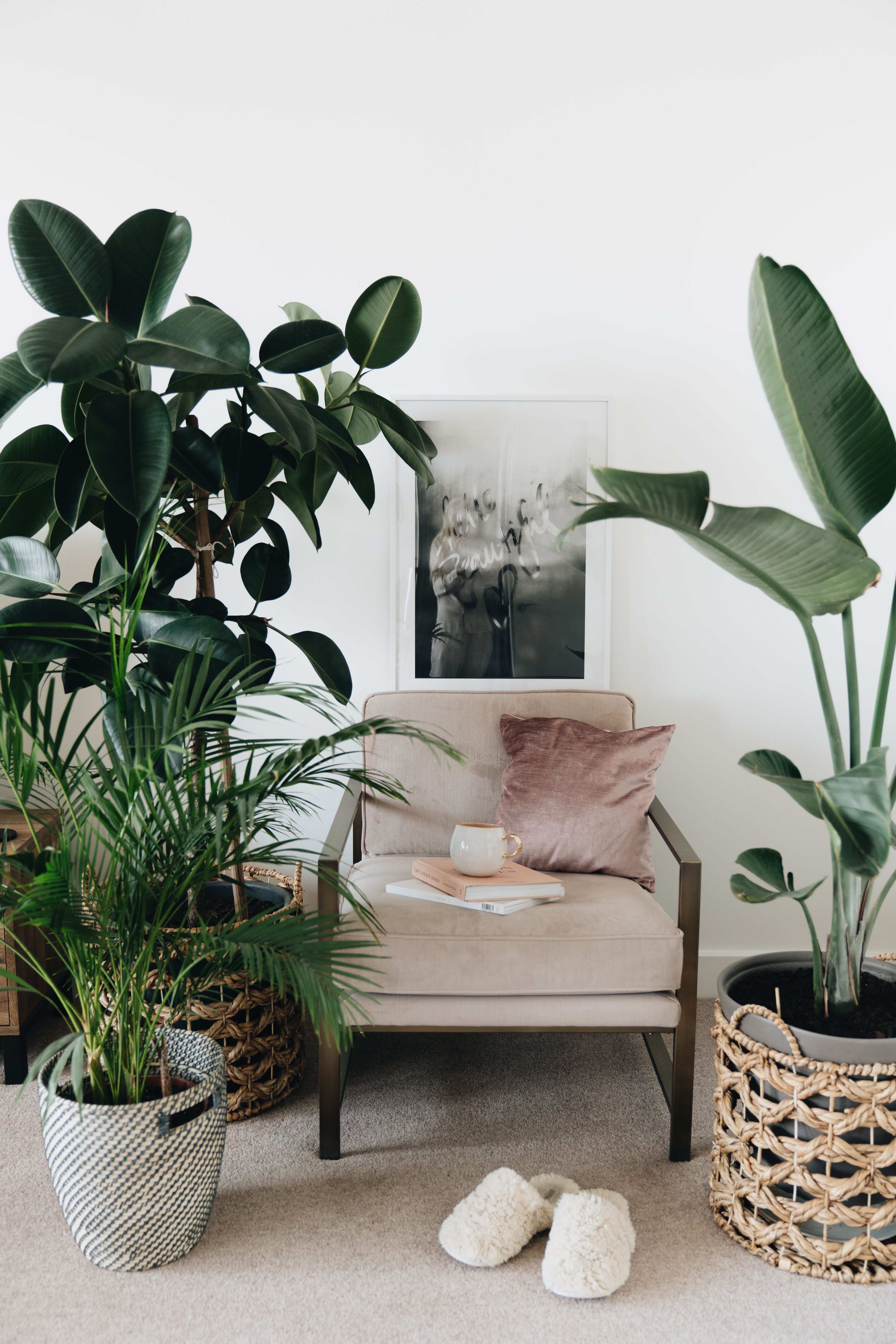 The Science of Plant Therapy: How Greenery Supports Mental Health