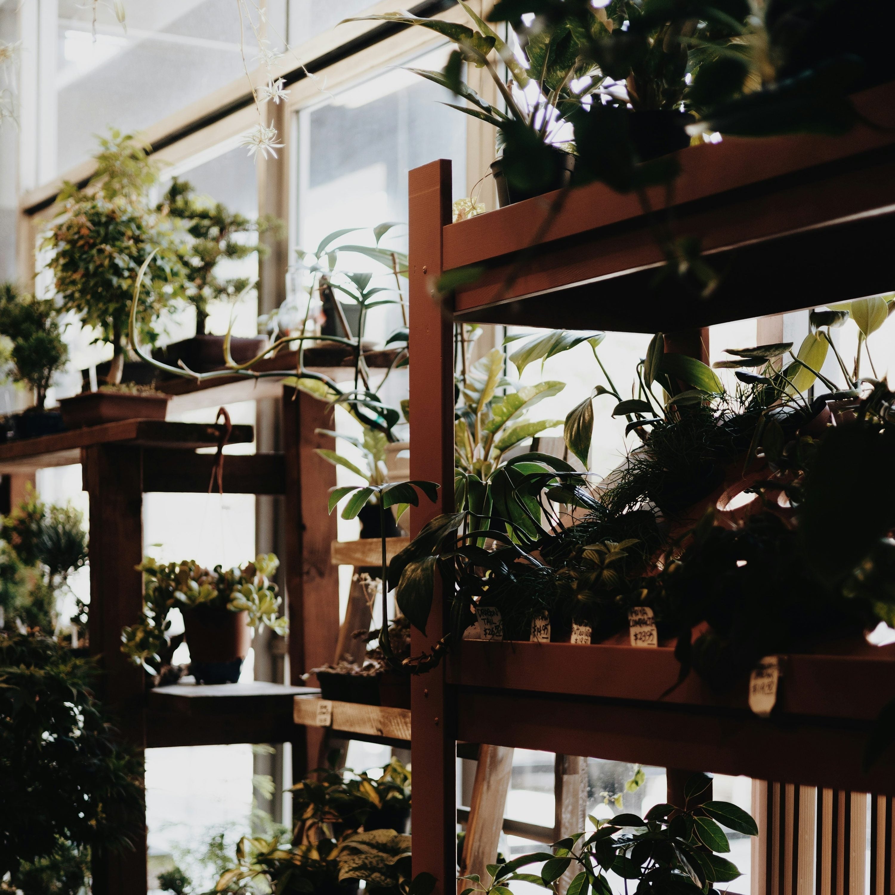 How Plants Improve Mood and Reduce Stress