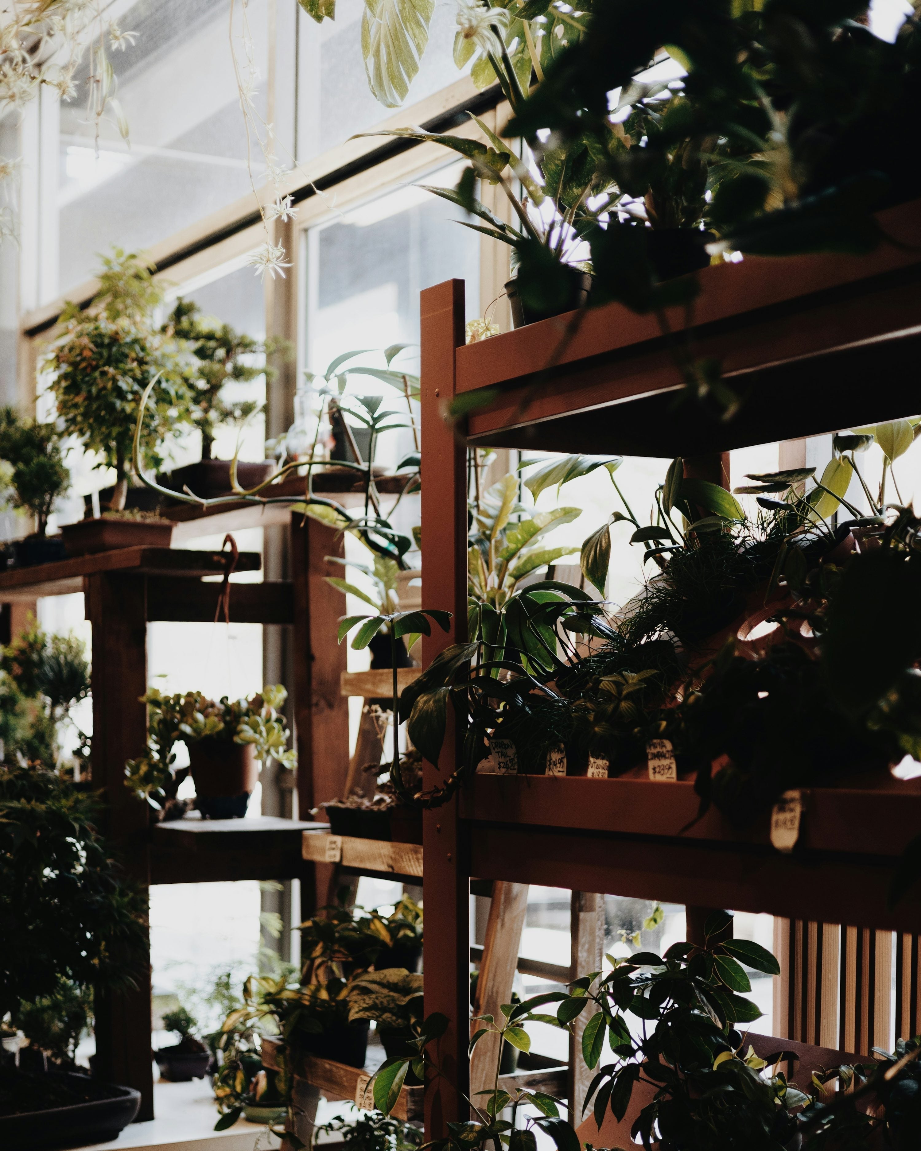 How Plants Improve Mood and Reduce Stress