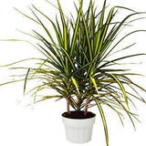 Dracaena Marginata 'Sunshine'