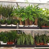 1 caja de suscripción mensual de Mystery Plant