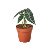 Alocasia Amazonica 'Bambino'