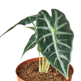 Alocasia amazónica 'Bambino' 