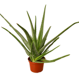 Aloe Vera - 6" Pot - NURSERY POT ONLY