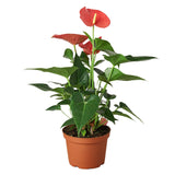 Anturio 'Rosa' 