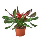 Bromeliad Medusa