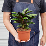 Calathea 'Beauty Star' - House Plant Shop