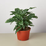 Calathea Concinna 'Freddie' - House Plant Shop