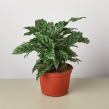 Calathea Concinna 'Freddie' - House Plant Shop
