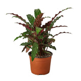 Calathea Rufibarba 'Pluma peluda'