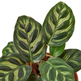 Calathea 'Makoyana'