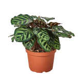 Calathea 'Makoyana'