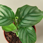 Calathea 'Orbifolia' - 4" Pot - House Plant Shop