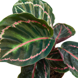 Calathea 'Dottie'