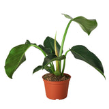 Filodendro 'Congo Green'