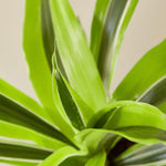 Dracaena Deremensis 'Lemon Surprise' - House Plant Shop