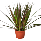 Dracaena 'Marginata Magenta' 