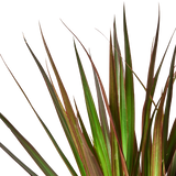Dracaena 'Marginata Magenta' 