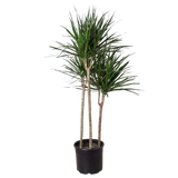 Dracaena 'Marginata Cane'