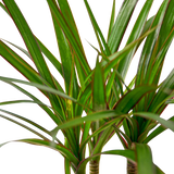 Dracaena 'Marginata Cane'