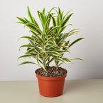 Dracaena Song of India - House Plant Shop
