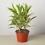 Dracaena Song of India - House Plant Shop