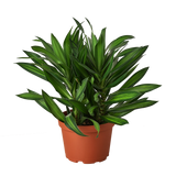 Dracaena 'Canción de Jamaica'