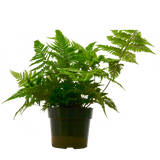 'Autumn' Fern - 6" Pot - NURSERY POT ONLY