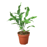 Fern 'Blue Star' - 4" Pot - NURSERY POT ONLY