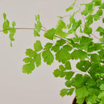 Maidenhair Fern - House Plant Shop
