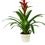 Guzmania Bromeliad 'Red'