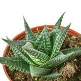 Haworthia de tabla de lavar de hadas