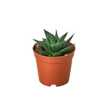 Haworthia de tabla de lavar de hadas