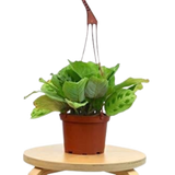 Maranta 'Leuconeura' - 6" Pot - NURSERY POT ONLY