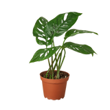 Monstera Adansonii 'Swiss Cheese' - 6" Pot - NURSERY POT ONLY