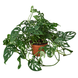 Monstera Adansonii 'Swiss Cheese'