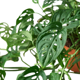 Monstera Adansonii 'Swiss Cheese'
